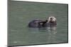 Otter, Kodiak Island, Alaska-Gavriel Jecan-Mounted Photographic Print