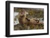 Otter (Lutra Lutra) Female Grooming In Seaweed, Mull, Scotland, England, UK, September-Paul Hobson-Framed Photographic Print