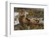 Otter (Lutra Lutra) Female Grooming In Seaweed, Mull, Scotland, England, UK, September-Paul Hobson-Framed Photographic Print