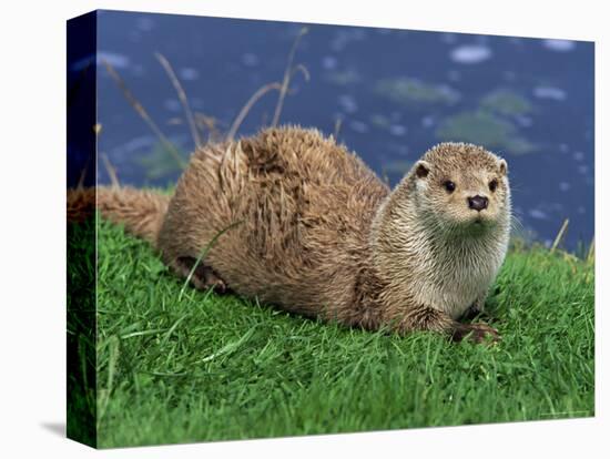 Otter (Lutra Lutra), Otter Trust North Pennine Reserve, Barnard Castle, County Durham, England-Ann & Steve Toon-Stretched Canvas