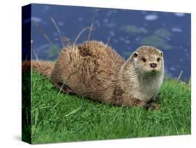 Otter (Lutra Lutra), Otter Trust North Pennine Reserve, Barnard Castle, County Durham, England-Ann & Steve Toon-Stretched Canvas