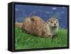 Otter (Lutra Lutra), Otter Trust North Pennine Reserve, Barnard Castle, County Durham, England-Ann & Steve Toon-Framed Stretched Canvas