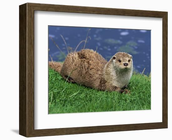 Otter (Lutra Lutra), Otter Trust North Pennine Reserve, Barnard Castle, County Durham, England-Ann & Steve Toon-Framed Photographic Print