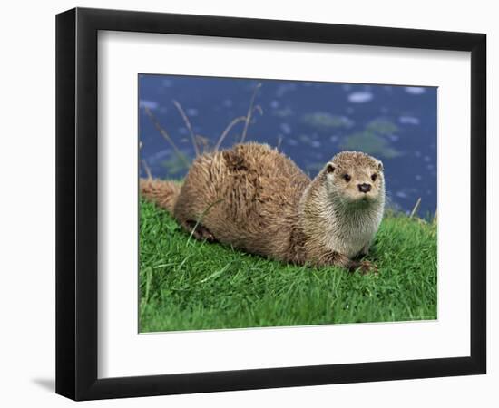 Otter (Lutra Lutra), Otter Trust North Pennine Reserve, Barnard Castle, County Durham, England-Ann & Steve Toon-Framed Photographic Print