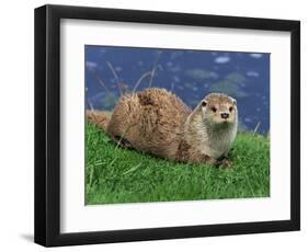 Otter (Lutra Lutra), Otter Trust North Pennine Reserve, Barnard Castle, County Durham, England-Ann & Steve Toon-Framed Photographic Print