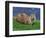 Otter (Lutra Lutra), Otter Trust North Pennine Reserve, Barnard Castle, County Durham, England-Ann & Steve Toon-Framed Photographic Print