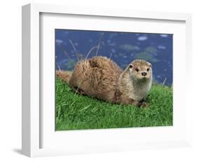 Otter (Lutra Lutra), Otter Trust North Pennine Reserve, Barnard Castle, County Durham, England-Ann & Steve Toon-Framed Photographic Print