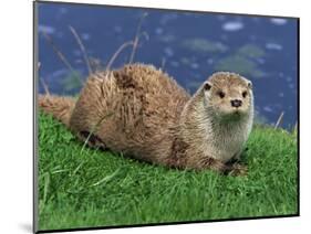 Otter (Lutra Lutra), Otter Trust North Pennine Reserve, Barnard Castle, County Durham, England-Ann & Steve Toon-Mounted Photographic Print