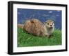 Otter (Lutra Lutra), Otter Trust North Pennine Reserve, Barnard Castle, County Durham, England-Ann & Steve Toon-Framed Photographic Print