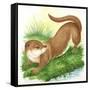 Otter Lutra-null-Framed Stretched Canvas