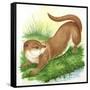 Otter Lutra-null-Framed Stretched Canvas