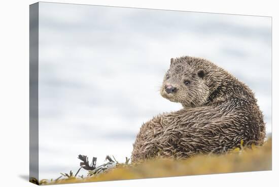 Otter (Lutrinae), West Coast of Scotland, United Kingdom, Europe-David Gibbon-Stretched Canvas