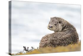 Otter (Lutrinae), West Coast of Scotland, United Kingdom, Europe-David Gibbon-Stretched Canvas