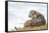 Otter (Lutrinae), West Coast of Scotland, United Kingdom, Europe-David Gibbon-Framed Stretched Canvas