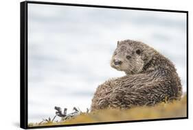 Otter (Lutrinae), West Coast of Scotland, United Kingdom, Europe-David Gibbon-Framed Stretched Canvas