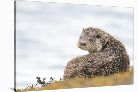 Otter (Lutrinae), West Coast of Scotland, United Kingdom, Europe-David Gibbon-Stretched Canvas