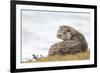 Otter (Lutrinae), West Coast of Scotland, United Kingdom, Europe-David Gibbon-Framed Photographic Print