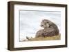 Otter (Lutrinae), West Coast of Scotland, United Kingdom, Europe-David Gibbon-Framed Photographic Print