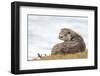 Otter (Lutrinae), West Coast of Scotland, United Kingdom, Europe-David Gibbon-Framed Photographic Print