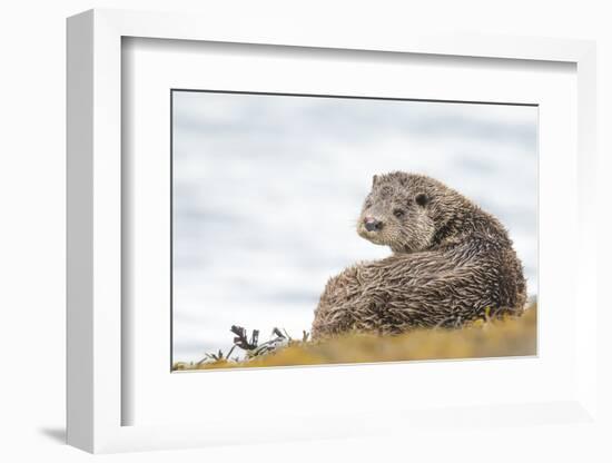 Otter (Lutrinae), West Coast of Scotland, United Kingdom, Europe-David Gibbon-Framed Photographic Print