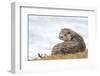 Otter (Lutrinae), West Coast of Scotland, United Kingdom, Europe-David Gibbon-Framed Photographic Print