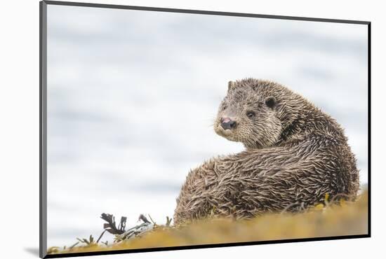Otter (Lutrinae), West Coast of Scotland, United Kingdom, Europe-David Gibbon-Mounted Photographic Print