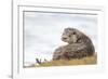 Otter (Lutrinae), West Coast of Scotland, United Kingdom, Europe-David Gibbon-Framed Photographic Print