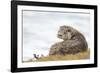 Otter (Lutrinae), West Coast of Scotland, United Kingdom, Europe-David Gibbon-Framed Photographic Print