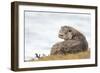 Otter (Lutrinae), West Coast of Scotland, United Kingdom, Europe-David Gibbon-Framed Photographic Print