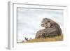 Otter (Lutrinae), West Coast of Scotland, United Kingdom, Europe-David Gibbon-Framed Photographic Print