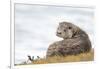 Otter (Lutrinae), West Coast of Scotland, United Kingdom, Europe-David Gibbon-Framed Photographic Print