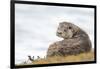 Otter (Lutrinae), West Coast of Scotland, United Kingdom, Europe-David Gibbon-Framed Photographic Print