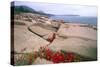 Otter Point, Acadia National Park, Maine-George Oze-Stretched Canvas