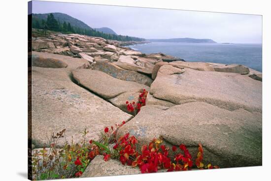 Otter Point, Acadia National Park, Maine-George Oze-Stretched Canvas