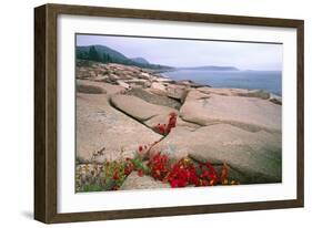 Otter Point, Acadia National Park, Maine-George Oze-Framed Photographic Print