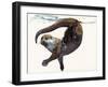 Otter Study II -'Talisker'-Mark Adlington-Framed Giclee Print