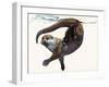 Otter Study II -'Talisker'-Mark Adlington-Framed Giclee Print