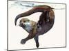 Otter Study II -'Talisker'-Mark Adlington-Mounted Giclee Print