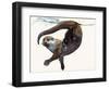 Otter Study II -'Talisker'-Mark Adlington-Framed Premium Giclee Print