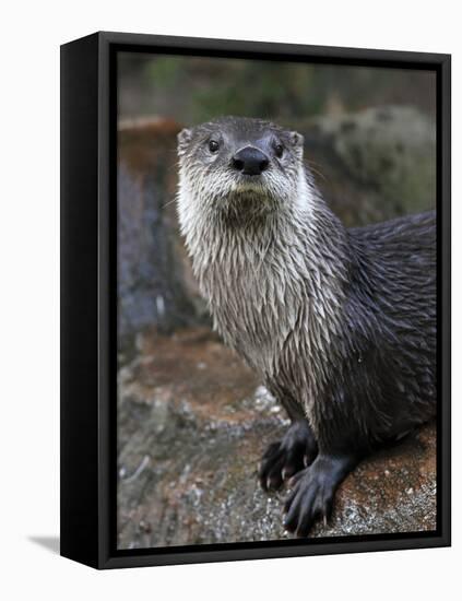 Otter - The Cutest European Mammal-l i g h t p o e t-Framed Stretched Canvas