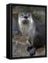 Otter - The Cutest European Mammal-l i g h t p o e t-Framed Stretched Canvas