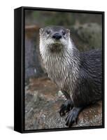 Otter - The Cutest European Mammal-l i g h t p o e t-Framed Stretched Canvas