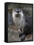 Otter - The Cutest European Mammal-l i g h t p o e t-Framed Stretched Canvas