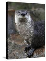 Otter - The Cutest European Mammal-l i g h t p o e t-Stretched Canvas