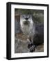 Otter - The Cutest European Mammal-l i g h t p o e t-Framed Photographic Print