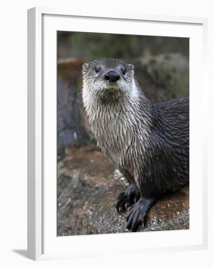 Otter - The Cutest European Mammal-l i g h t p o e t-Framed Photographic Print