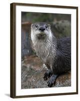 Otter - The Cutest European Mammal-l i g h t p o e t-Framed Photographic Print