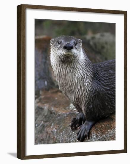 Otter - The Cutest European Mammal-l i g h t p o e t-Framed Photographic Print