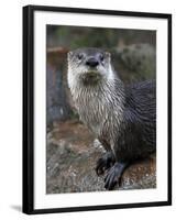 Otter - The Cutest European Mammal-l i g h t p o e t-Framed Photographic Print