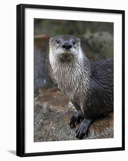 Otter - The Cutest European Mammal-l i g h t p o e t-Framed Photographic Print